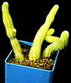 Нажмите на изображение для увеличения.

Название:	Chamaecereus_silvestrii_Aureus.jpg
Просмотров:	564
Размер:	81.9 Кб
ID:	314193
