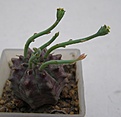 Нажмите на изображение для увеличения.

Название:	Euphorbia meloformis_93.JPG
Просмотров:	282
Размер:	116.7 Кб
ID:	314196