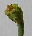 Нажмите на изображение для увеличения.

Название:	Euphorbia meloformis_52.JPG
Просмотров:	267
Размер:	61.7 Кб
ID:	314197