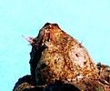 Нажмите на изображение для увеличения.

Название:	Astrophytum NivNoh_10.07-7.10.JPG
Просмотров:	349
Размер:	185.9 Кб
ID:	314199
