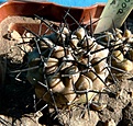 Нажмите на изображение для увеличения.

Название:	Copiapoa cinerea_6y-7.10.JPG
Просмотров:	943
Размер:	210.1 Кб
ID:	314232
