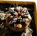 Нажмите на изображение для увеличения.

Название:	Copiapoa cuprea_5y-8.10.JPG
Просмотров:	936
Размер:	244.9 Кб
ID:	314233