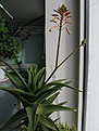 Нажмите на изображение для увеличения.

Название:	Aloe1.jpg
Просмотров:	1545
Размер:	73.7 Кб
ID:	314279