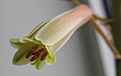 Нажмите на изображение для увеличения.

Название:	Aloe3.jpg
Просмотров:	215
Размер:	28.0 Кб
ID:	314281