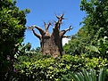 Нажмите на изображение для увеличения.

Название:	Adansonia.jpg
Просмотров:	182
Размер:	133.7 Кб
ID:	314292