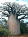 Нажмите на изображение для увеличения.

Название:	baobab_groot.gif
Просмотров:	177
Размер:	122.7 Кб
ID:	314293