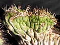 Нажмите на изображение для увеличения.

Название:	Philippicereus-castaneus-varispiralis_cristata.jpg
Просмотров:	720
Размер:	75.6 Кб
ID:	314382