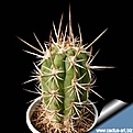 Нажмите на изображение для увеличения.

Название:	Trichocereus_chiloensis.jpg
Просмотров:	401
Размер:	111.8 Кб
ID:	314391