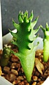 Нажмите на изображение для увеличения.

Название:	Edithcolea grandis_3months_2.11.JPG
Просмотров:	184
Размер:	227.3 Кб
ID:	314392