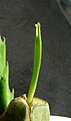 Нажмите на изображение для увеличения.

Название:	Edithcolea grandis_3months_2.11_gr.JPG
Просмотров:	190
Размер:	207.0 Кб
ID:	314393