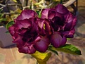 Нажмите на изображение для увеличения.

Название:	Lavender_Kiss.jpg
Просмотров:	169
Размер:	30.6 Кб
ID:	314403