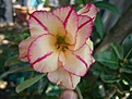 Нажмите на изображение для увеличения.

Название:	PrimRose.jpg
Просмотров:	174
Размер:	31.5 Кб
ID:	314404