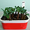 Нажмите на изображение для увеличения.

Название:	P1000100_1w.jpg
Просмотров:	159
Размер:	39.1 Кб
ID:	314428