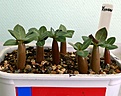 Нажмите на изображение для увеличения.

Название:	P1000090_1w.jpg
Просмотров:	155
Размер:	50.3 Кб
ID:	314435