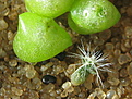 Нажмите на изображение для увеличения.

Название:	Copiapoa_echinoides_KK94.jpg
Просмотров:	661
Размер:	169.1 Кб
ID:	314439