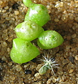 Нажмите на изображение для увеличения.

Название:	Copiapoa_echinoides_KK94_2.jpg
Просмотров:	657
Размер:	123.5 Кб
ID:	314440