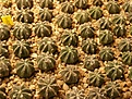 Нажмите на изображение для увеличения.

Название:	Astrophytum cv Fudzi.jpg
Просмотров:	401
Размер:	93.8 Кб
ID:	314486