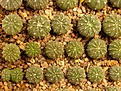 Нажмите на изображение для увеличения.

Название:	Astrophytum cv many ribs.jpg
Просмотров:	342
Размер:	93.1 Кб
ID:	314487