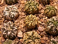 Нажмите на изображение для увеличения.

Название:	Astrophytum cv V-pattern.jpg
Просмотров:	480
Размер:	75.6 Кб
ID:	314488
