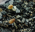 Нажмите на изображение для увеличения.

Название:	Johnsonii_seedling.jpg
Просмотров:	328
Размер:	227.5 Кб
ID:	314499