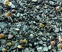 Нажмите на изображение для увеличения.

Название:	Echinomastus_seedlings.jpg
Просмотров:	340
Размер:	177.2 Кб
ID:	314500