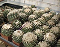 Нажмите на изображение для увеличения.

Название:	Ariocarpus2.jpg
Просмотров:	491
Размер:	38.6 Кб
ID:	314502