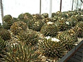 Нажмите на изображение для увеличения.

Название:	Ariocarpus5.jpg
Просмотров:	520
Размер:	45.0 Кб
ID:	314503