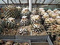 Нажмите на изображение для увеличения.

Название:	Ariocarpus_retusus2.jpg
Просмотров:	471
Размер:	39.7 Кб
ID:	314504