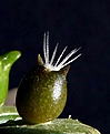 Нажмите на изображение для увеличения.

Название:	Echinomastus acunensis_2weeks_2.11_gr.JPG
Просмотров:	268
Размер:	70.9 Кб
ID:	314513