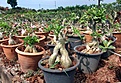 Нажмите на изображение для увеличения.

Название:	DSCF4489_1w.jpg
Просмотров:	157
Размер:	125.4 Кб
ID:	314564