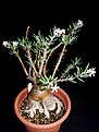 Нажмите на изображение для увеличения.

Название:	Pach.succulentum01.jpg
Просмотров:	183
Размер:	182.4 Кб
ID:	314603