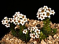 Нажмите на изображение для увеличения.

Название:	Monanthes_polyphylla_IMG_0455.jpg
Просмотров:	355
Размер:	103.8 Кб
ID:	314609