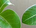 Нажмите на изображение для увеличения.

Название:	compactleaf2_1w.jpg
Просмотров:	196
Размер:	56.4 Кб
ID:	314620
