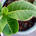 Нажмите на изображение для увеличения.

Название:	compactleaf3w.jpg
Просмотров:	186
Размер:	85.8 Кб
ID:	314621