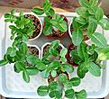 Нажмите на изображение для увеличения.

Название:	saudileaf1w.jpg
Просмотров:	183
Размер:	170.1 Кб
ID:	314622