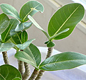 Нажмите на изображение для увеличения.

Название:	saudileaf2w.jpg
Просмотров:	163
Размер:	85.1 Кб
ID:	314623