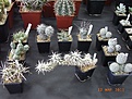 Нажмите на изображение для увеличения.

Название:	R0014405.JPG
Просмотров:	224
Размер:	165.9 Кб
ID:	314639