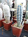 Нажмите на изображение для увеличения.

Название:	R0014426.JPG
Просмотров:	206
Размер:	188.0 Кб
ID:	314660