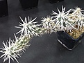 Нажмите на изображение для увеличения.

Название:	R0014428.JPG
Просмотров:	218
Размер:	166.5 Кб
ID:	314661
