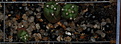 Нажмите на изображение для увеличения.

Название:	Echinocactus_texensis.jpg
Просмотров:	378
Размер:	155.2 Кб
ID:	314773