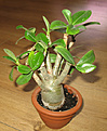Нажмите на изображение для увеличения.

Название:	Adenium-DNF_1306.jpg
Просмотров:	415
Размер:	136.6 Кб
ID:	314829