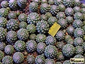 Нажмите на изображение для увеличения.

Название:	P3020006-1.jpg
Просмотров:	1281
Размер:	113.0 Кб
ID:	314834