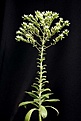Нажмите на изображение для увеличения.

Название:	Aeonium_valverdense_IMG_1114.jpg
Просмотров:	356
Размер:	77.3 Кб
ID:	314836
