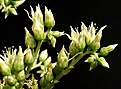 Нажмите на изображение для увеличения.

Название:	Aeonium_valverdense_IMG_1121.jpg
Просмотров:	346
Размер:	82.7 Кб
ID:	314837
