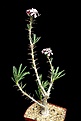 Нажмите на изображение для увеличения.

Название:	Pachypodium_succulentum_IMG_1128.jpg
Просмотров:	209
Размер:	54.2 Кб
ID:	314838
