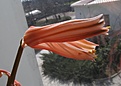 Нажмите на изображение для увеличения.

Название:	Aloe_variegata.jpg
Просмотров:	198
Размер:	50.5 Кб
ID:	314885