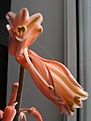 Нажмите на изображение для увеличения.

Название:	Aloe_variegata1.jpg
Просмотров:	205
Размер:	51.8 Кб
ID:	314886