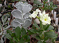 Нажмите на изображение для увеличения.

Название:	Pachypodium_brevicaule.jpg
Просмотров:	213
Размер:	136.4 Кб
ID:	314936