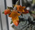 Нажмите на изображение для увеличения.

Название:	Echeveria1.jpg
Просмотров:	327
Размер:	50.6 Кб
ID:	315027
