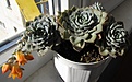 Нажмите на изображение для увеличения.

Название:	Echeveria2.jpg
Просмотров:	308
Размер:	70.9 Кб
ID:	315028